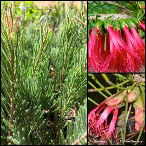 Bottlebrush One Sided Grey Leaf/Leaved x 1 Plants Red Flowering Native Shrubs Flowers Calothamnus quadrifidus  Netbush Hardy Drought Frost Resistant